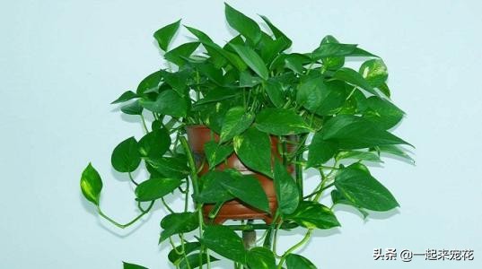 在家养花能吸甲醛吗,适合吸甲醛的盆栽花卉