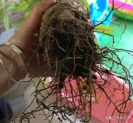 花烂了就扔了吧,盆栽的花烂根了怎么办