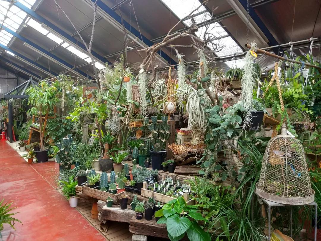 空气凤梨怎么固定,空气凤梨怎么控形