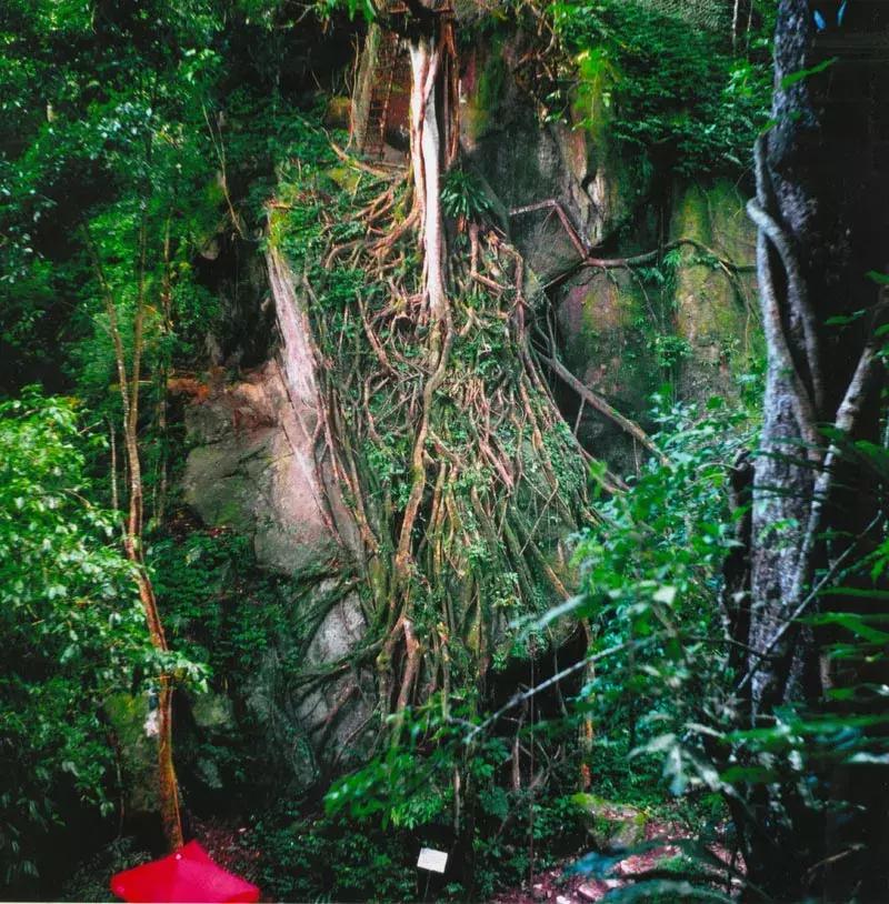 冬日浪漫初体验开启樱花谷神秘之旅