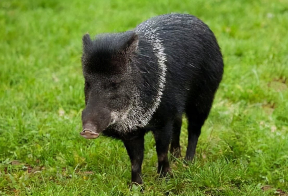 野猪肉要上市了？安徽组建狩猎队，队员猎杀的野猪10元1斤回收