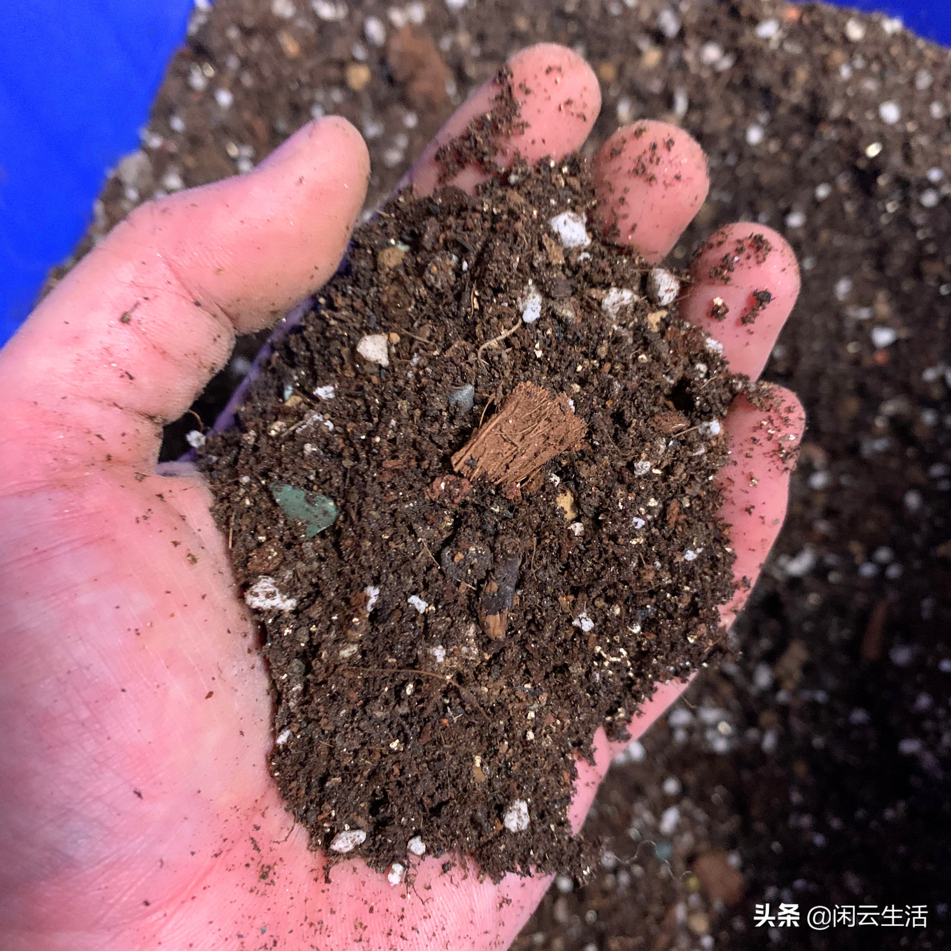 还在买几块钱包邮的营养土吗?快停止吧!——室内植物配土说明