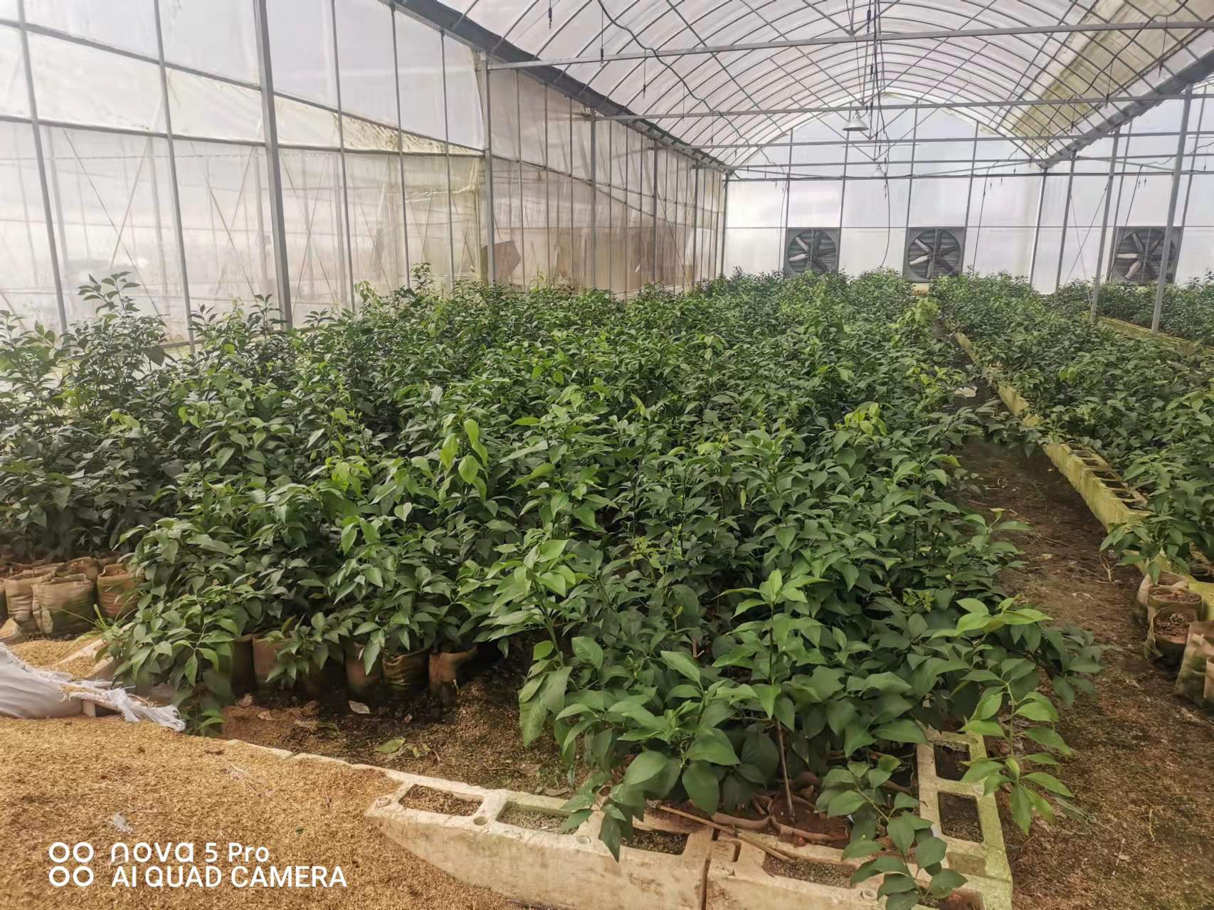 11月柑橘施肥管理要点,十一月份柑橘怎样管理