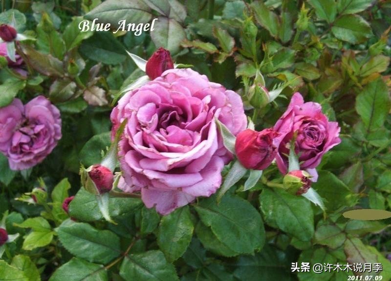 30种黄色月季,10种超美的蓝色月季