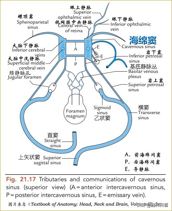 脑静脉分为深浅两支,脑静脉解剖