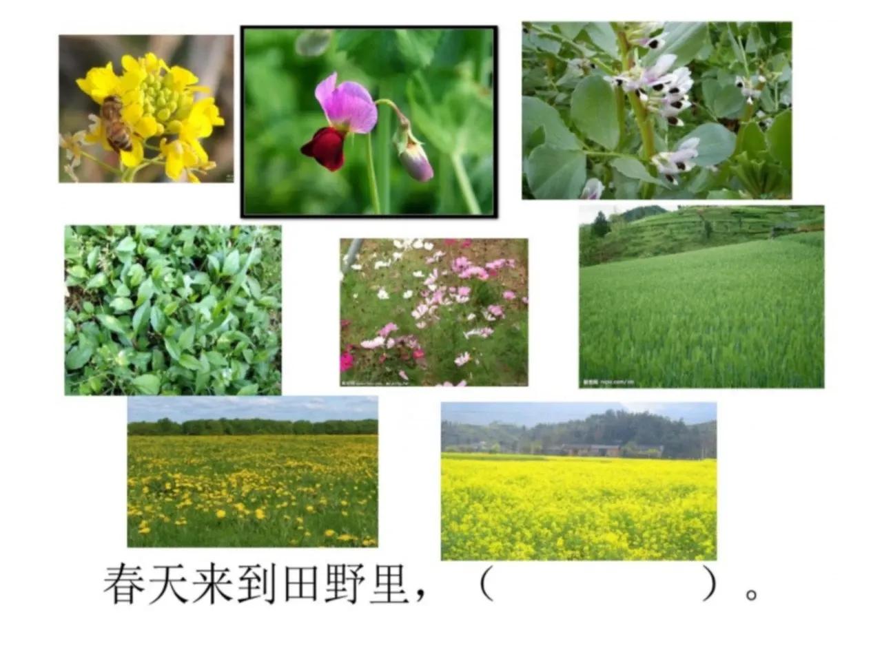 找春天二年级下册作文150个字,二年级下册第一单元春天看图写话