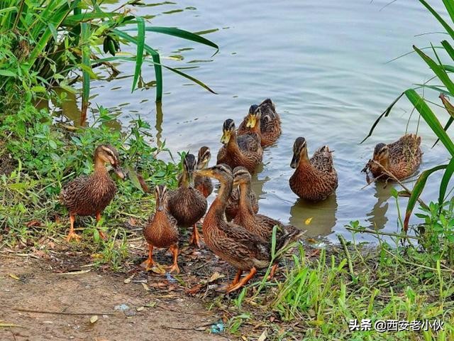 西安浐灞国家湿地公园招聘公告,西安浐灞国家湿地公园旅游