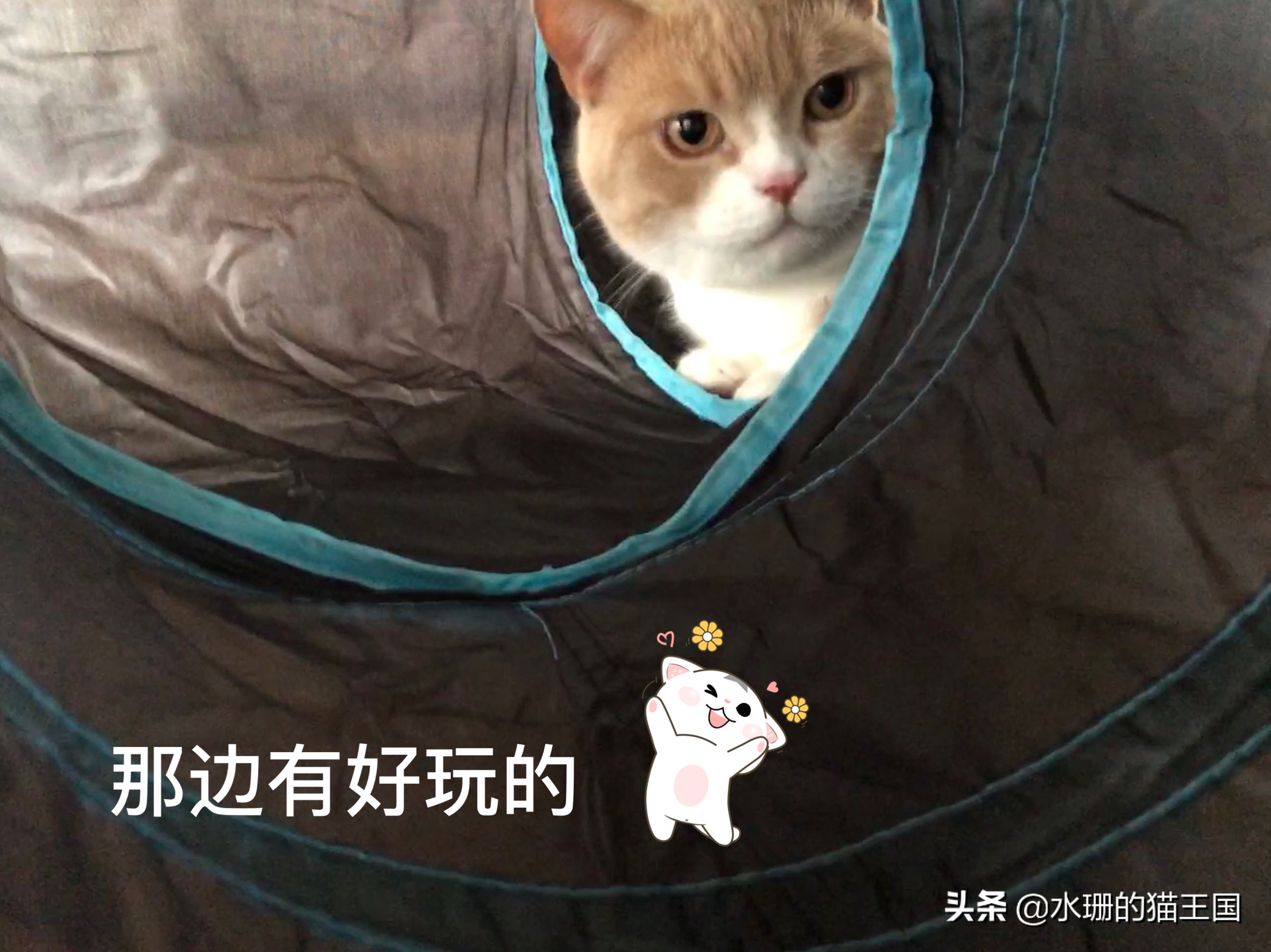 猫咪玩具选择要激发猫咪的兴趣,猫玩具应该如何逗猫