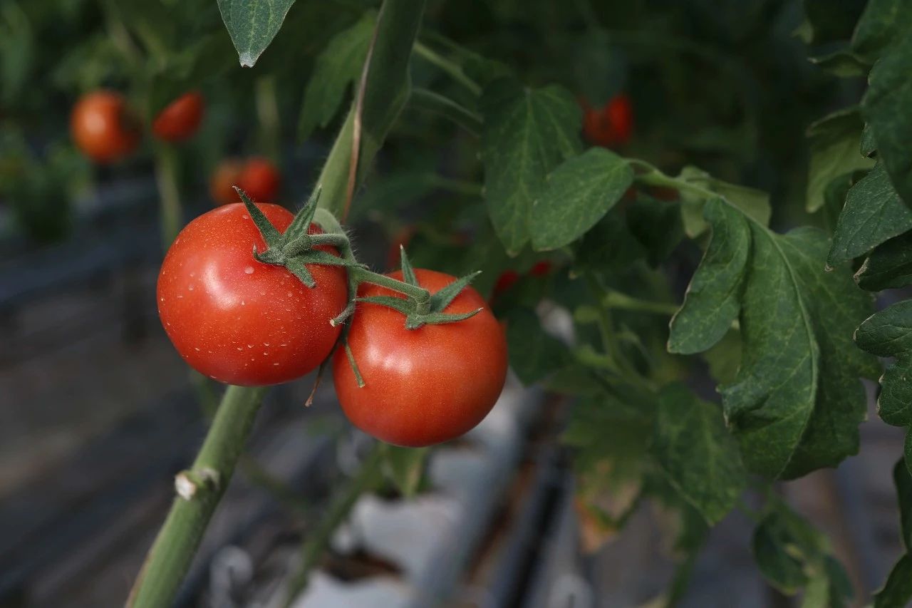 长春农博会游玩攻略,过年看农博会