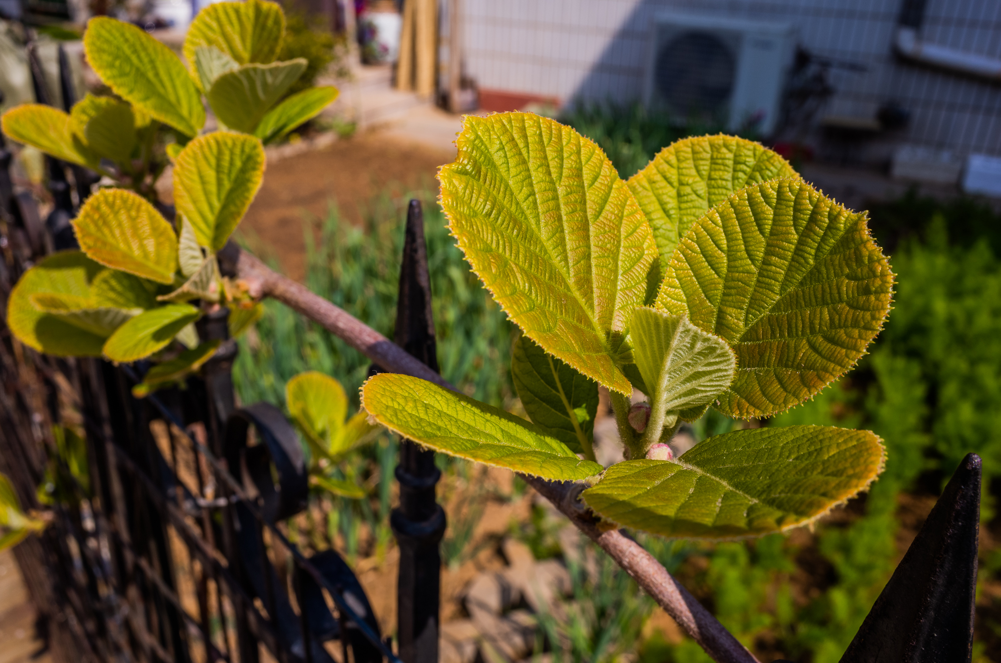 鍗庝负p30pro瀵规瘮鑻规灉12pro,鍗庝负p30pro瀵规瘮iphonese2