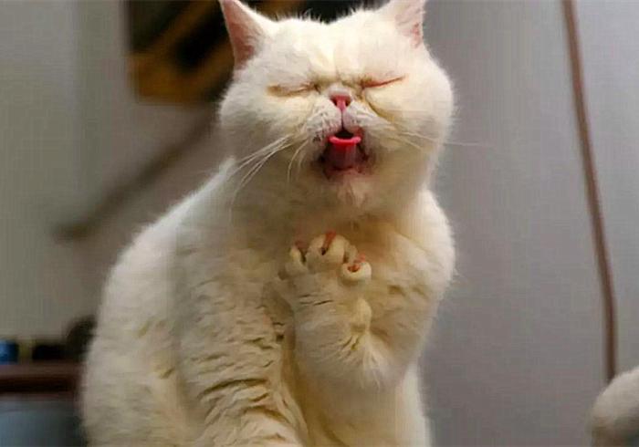 猫咪感冒咳嗽和猫鼻支区别,猫咪咳嗽也是因为猫鼻支吗