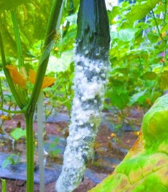 农管家黄瓜菌核病用什么杀菌剂好,黄瓜细菌性果腐病特效药