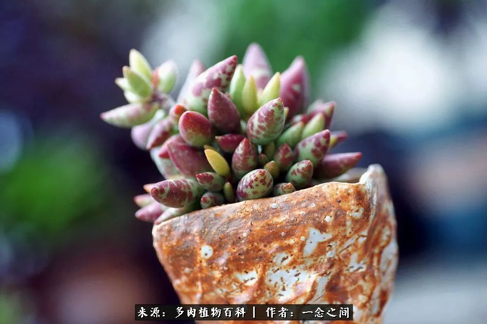 多肉牛群里的“七福神”（下）：男神篇！