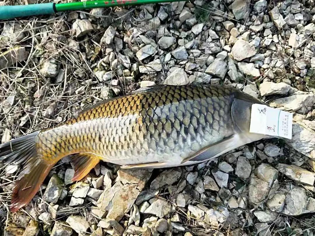 冬季大鱼进窝不咬钩怎么办,大鱼都进窝了还能钓吗