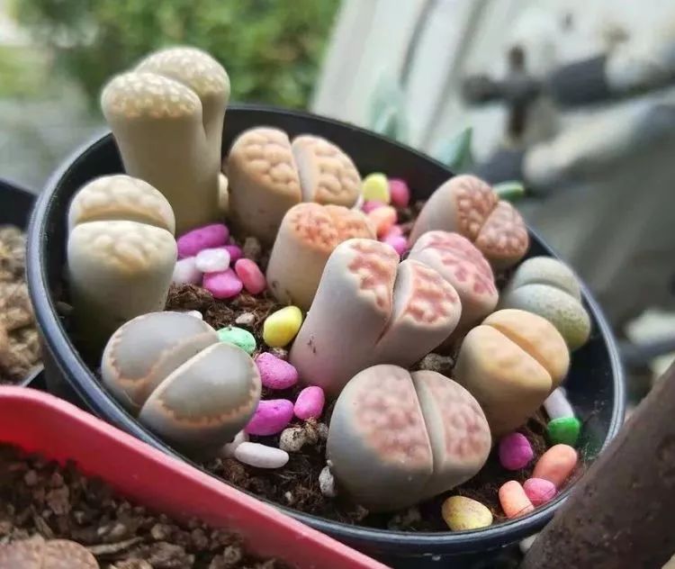 大四老学姐的寝室生活,养肉路上的真实感受