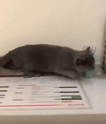 猫咪突然睡在猫砂盆里是什么情况,猫咪突然不在猫砂里尿了怎么回事