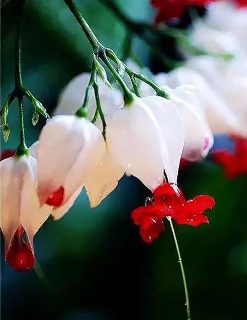 世界顶级奇花异卉,100种奇花异草图