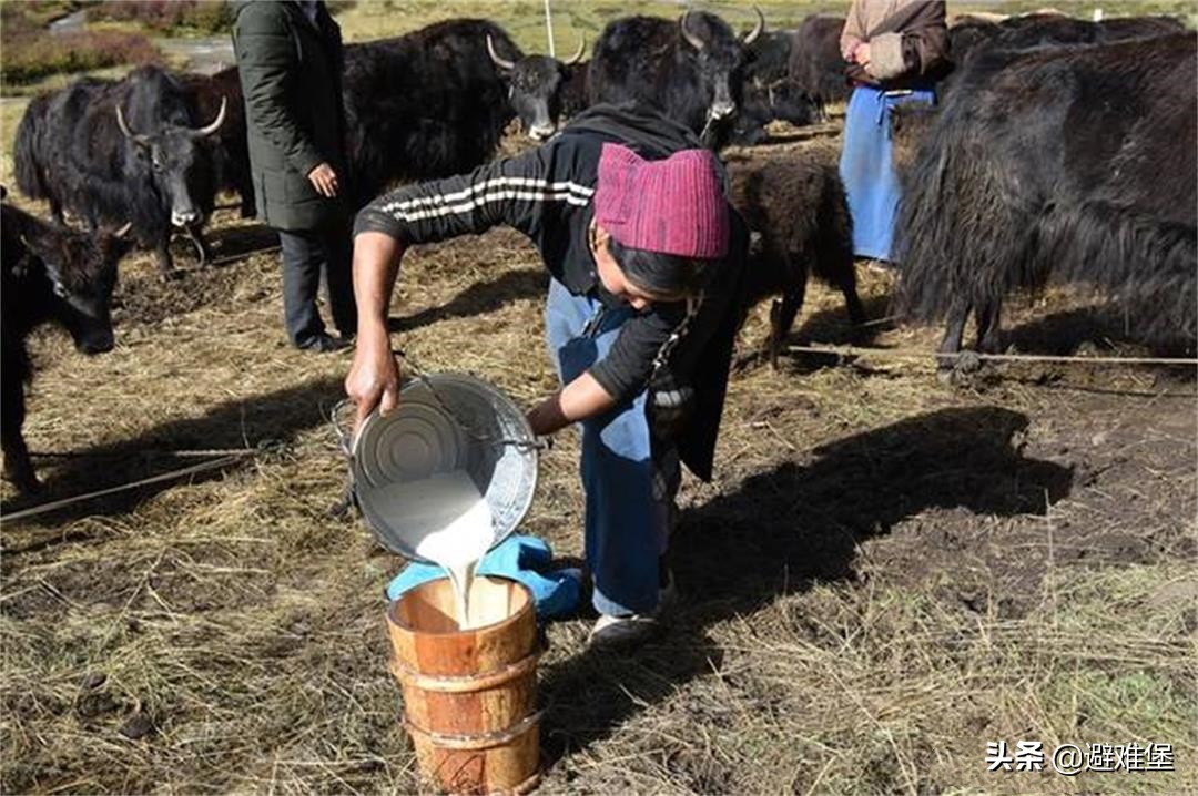有高原特殊水质的辅助，藏族人每天吃肉和酥油，却很少有“三高”