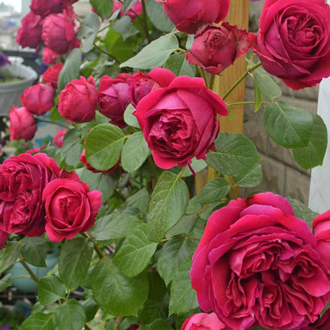 玫瑰老桩怎么养才花繁叶茂,老桩玫瑰长芽后怎么养