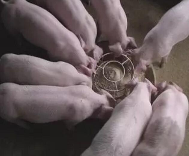 猪不吃食怎么补救最有效,猪不吃饭怎么办怎么可以治疗