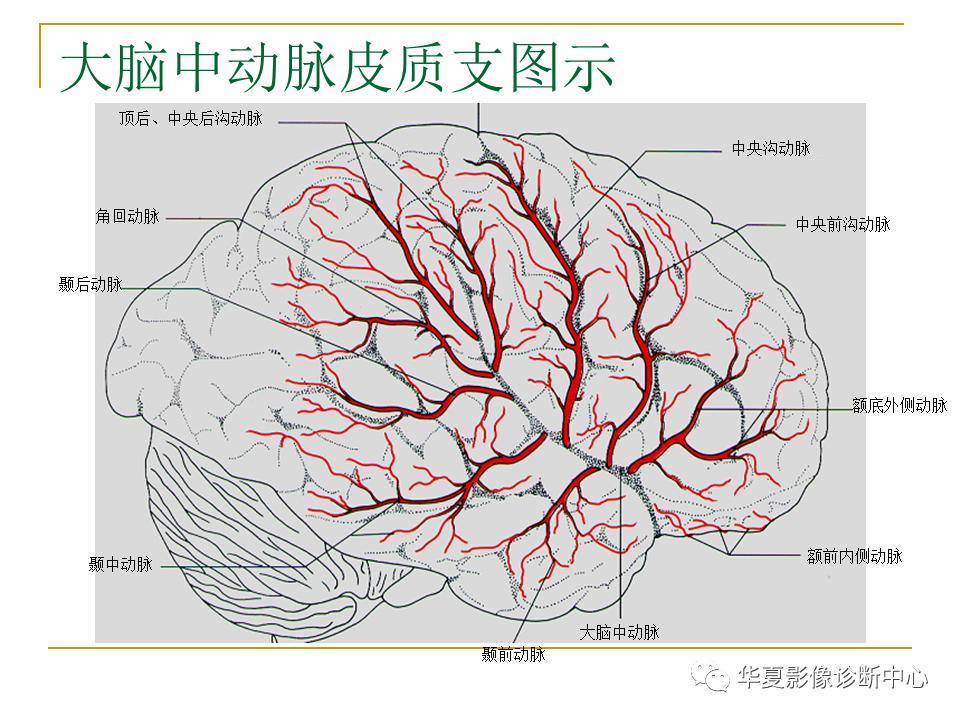 中国人脑立体定向mri应用解剖图谱,脑mri示意图