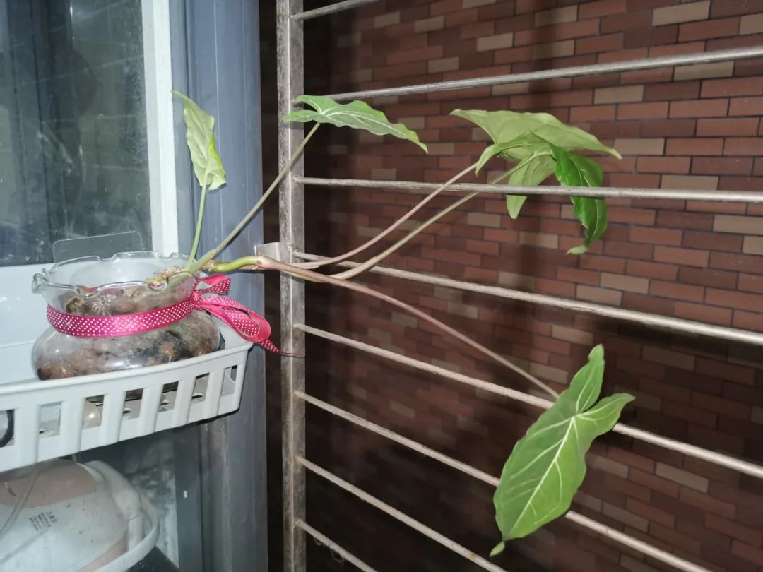 水培合果芋怎么修剪,合果芋水培根系发达吗