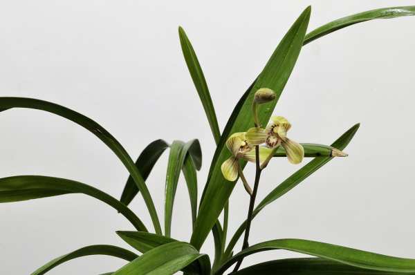 鍏拌姳浼犲绗竴閮ㄥ叏闆嗗厤璐圭湅,鍏拌姳浼犲灏忚鍏嶈垂闃呰