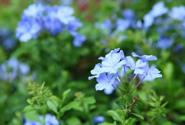马上就是蓝雪花的花期了，想要它开花多，这几个养护技巧你要知道