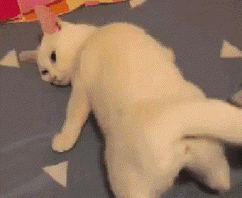 猫咪在啪啪啪的时候,究竟爽不爽?