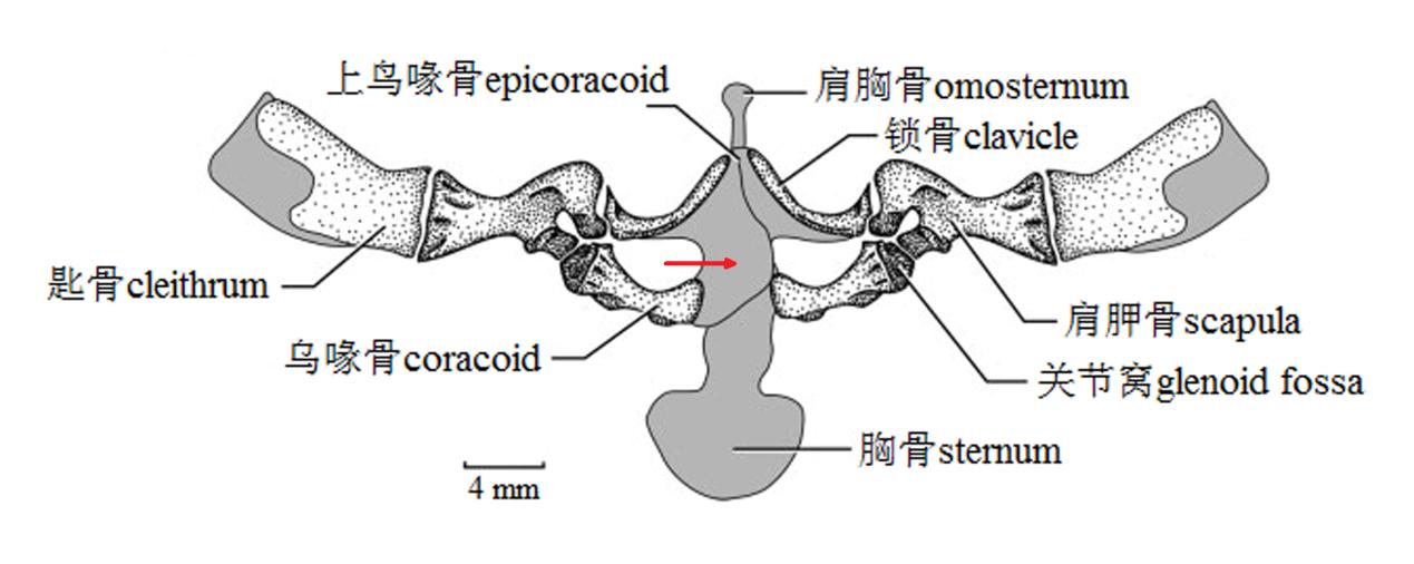 青蛙和癞蛤蟆哪一个更厉害,分不清蟾蜍和青蛙