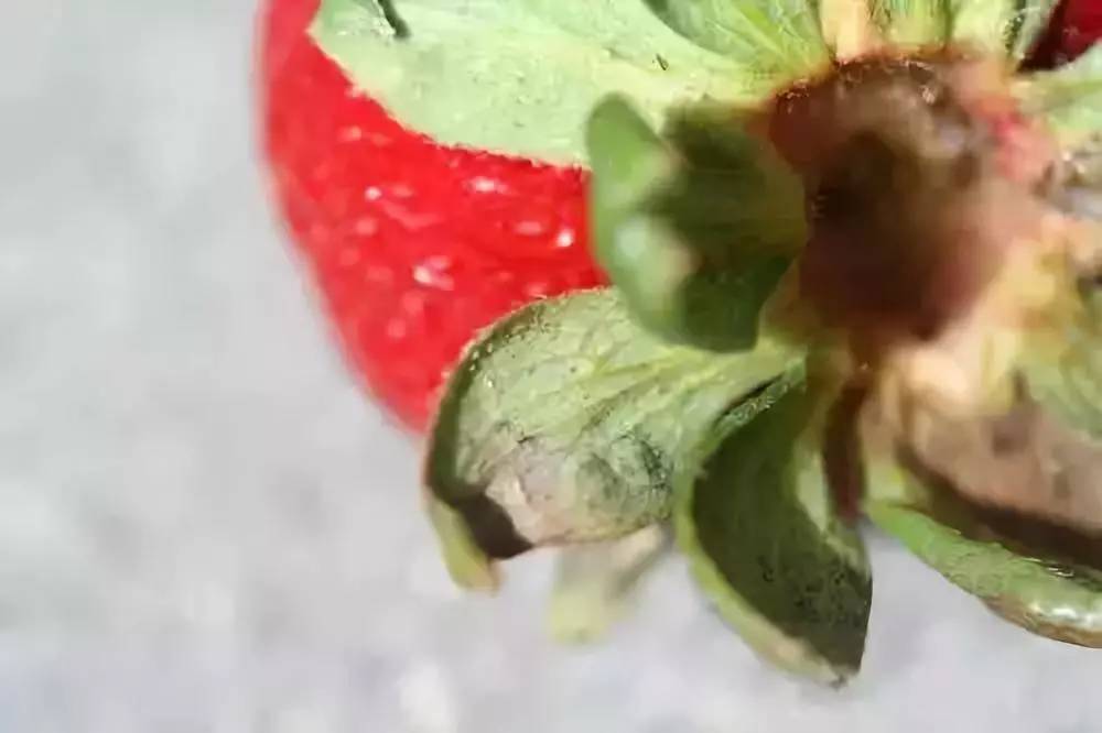 叶螨的危害,草莓螨害发生规律