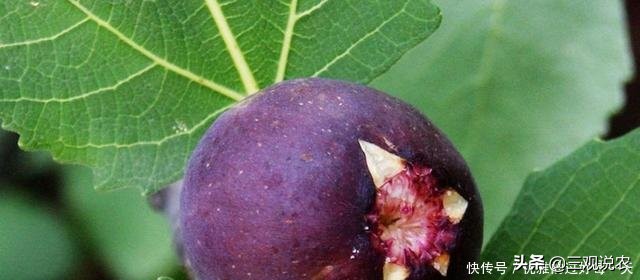 种植无花果前景分析报告,无花果种植具有较好的经济效益