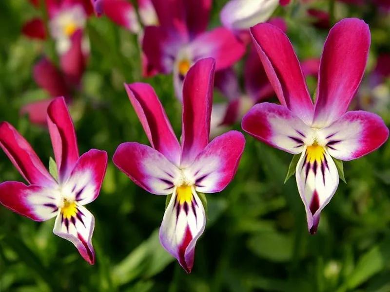 角堇和皱边角堇哪个花大,皱边角堇和穗边角堇的区别