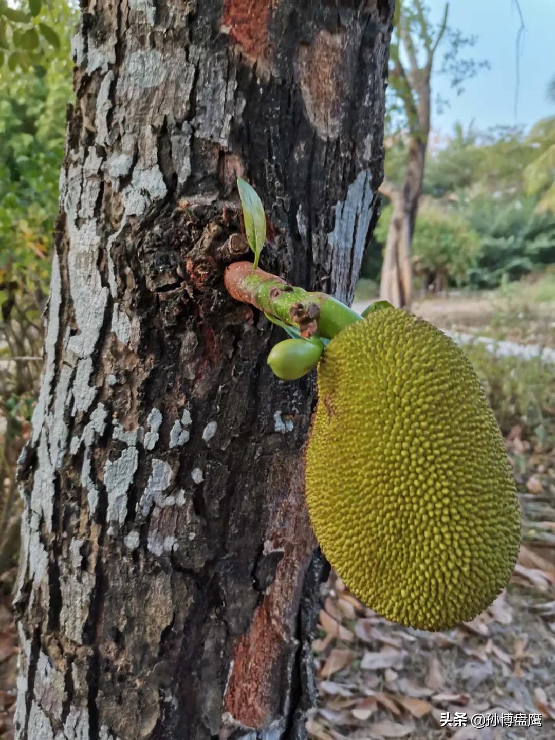 菠萝蜜种子发芽生长过程,热带水果菠萝蜜视频