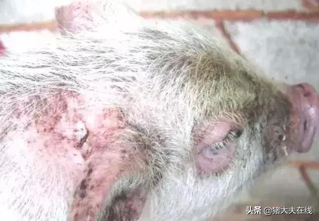 仔猪得了油皮病怎么治,仔猪油皮病怎么防治