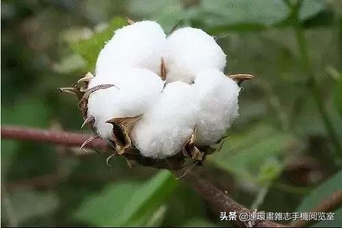 种地顺口溜大全集,种地忙顺口溜