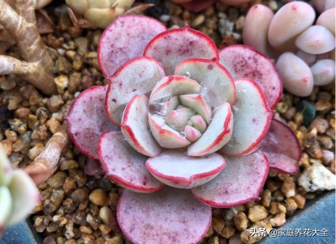 多肉花友着魔的5大特征，看看你都中了几个