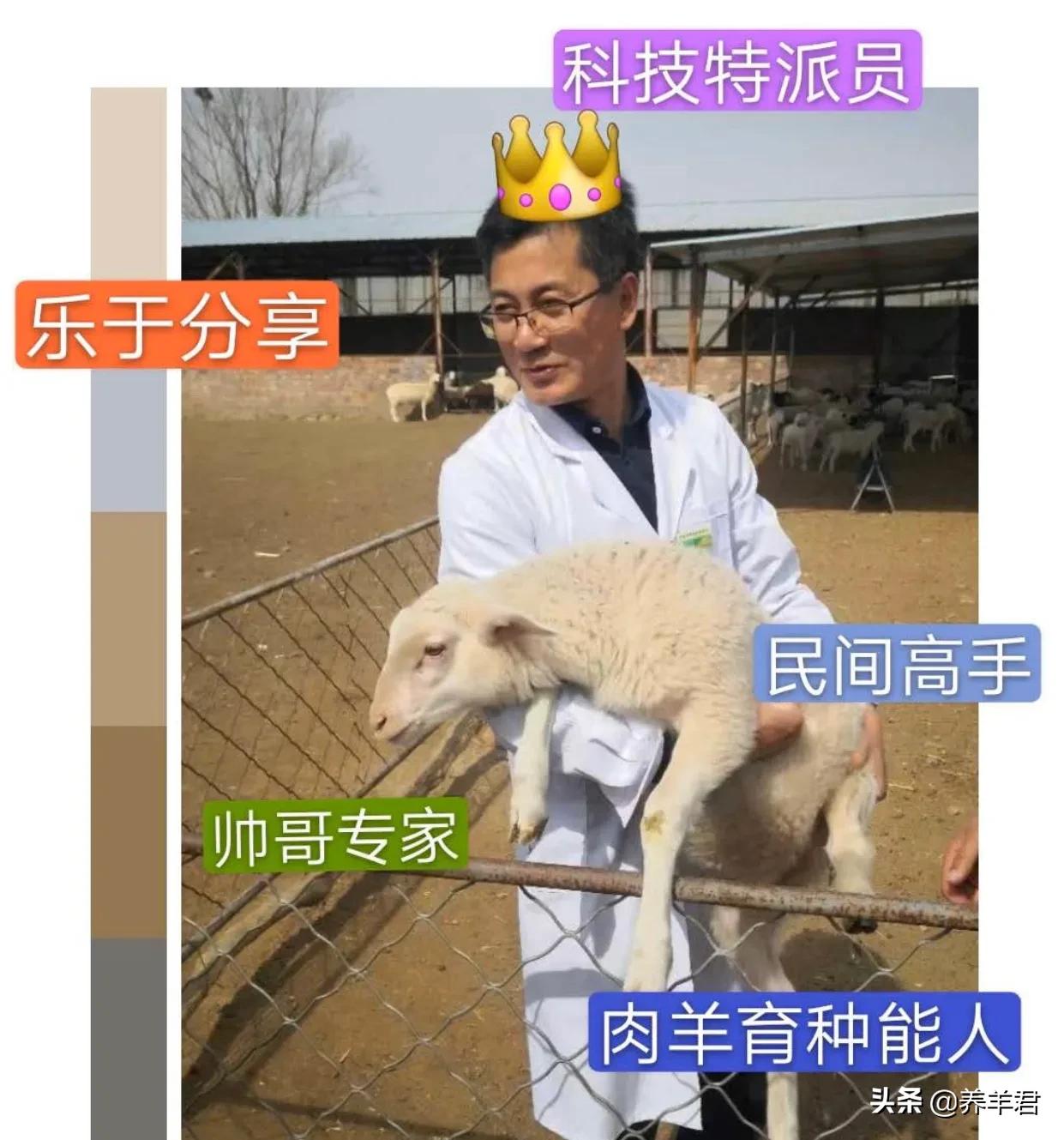 羔羊怎么预防瘫软,羔羊瘫软生长慢有几种原因