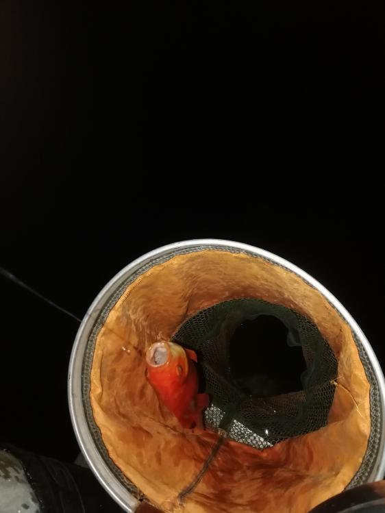 本汀金迦潘强弓视频,本汀金迦潘强弓评测