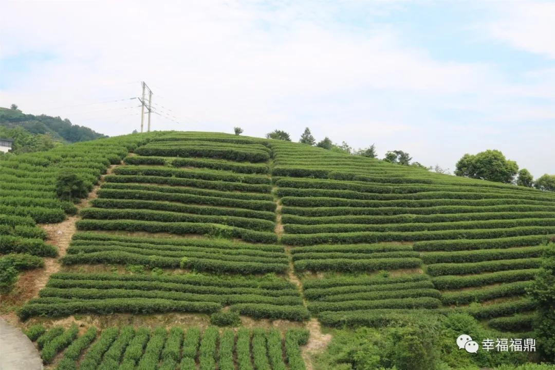 福鼎:茶林共生,这样的茶园真不错