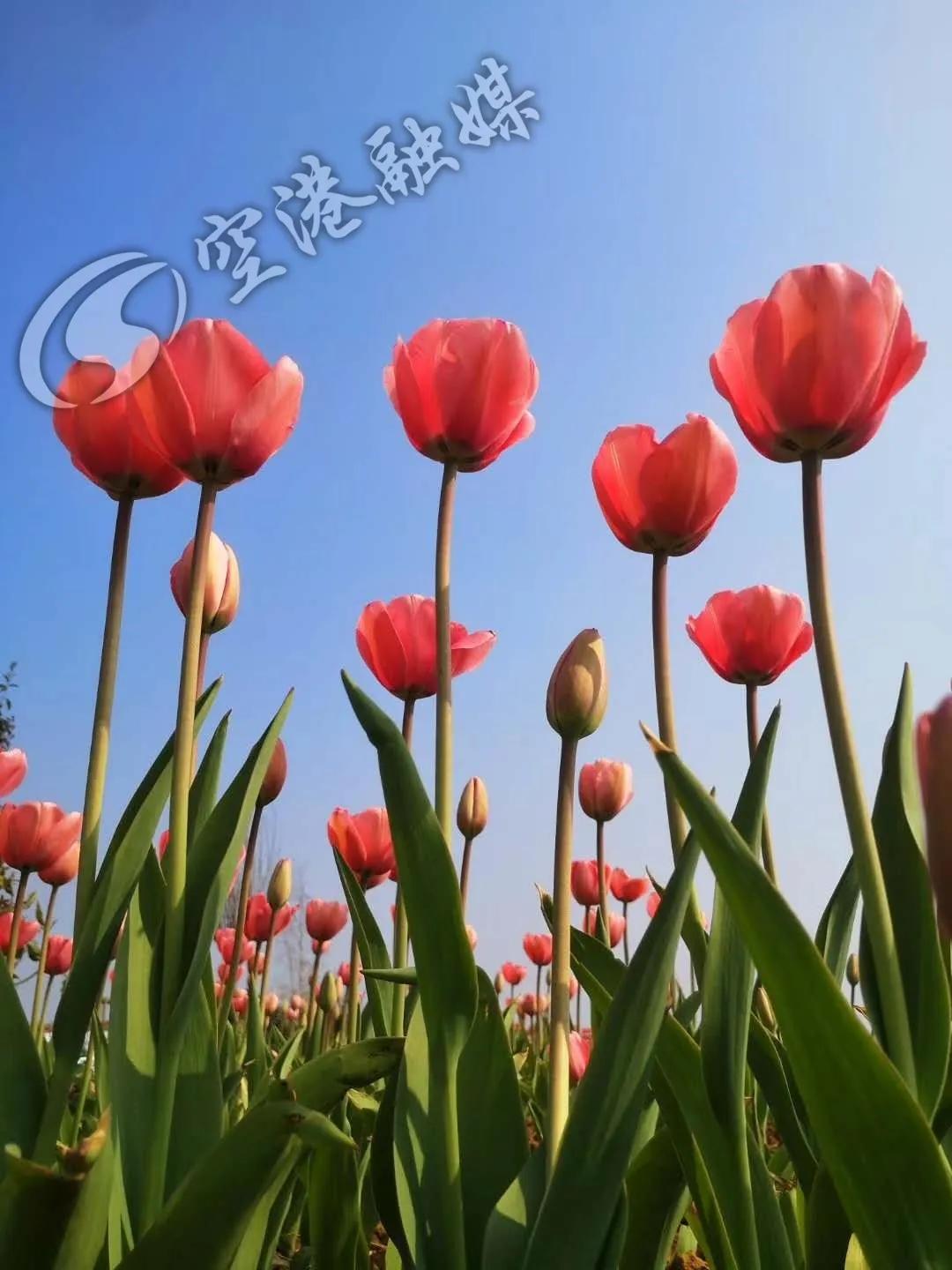 空港花田今天收门票吗,空港花田19.9门票