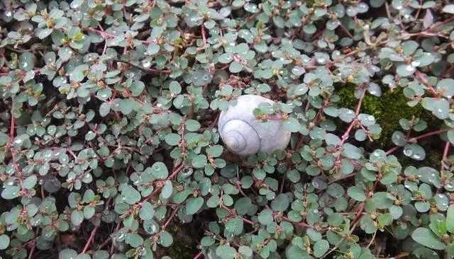 治鸡拉稀最快的土方法,治鸡拉稀有土方吗