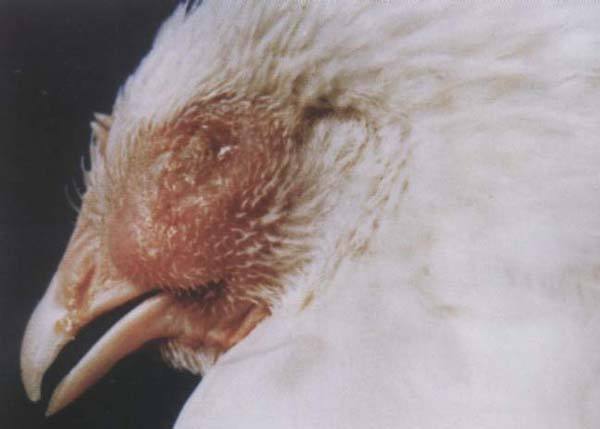 鸡子脸肿流泪喂啥药,引起鸡肿头肿脸的疾病