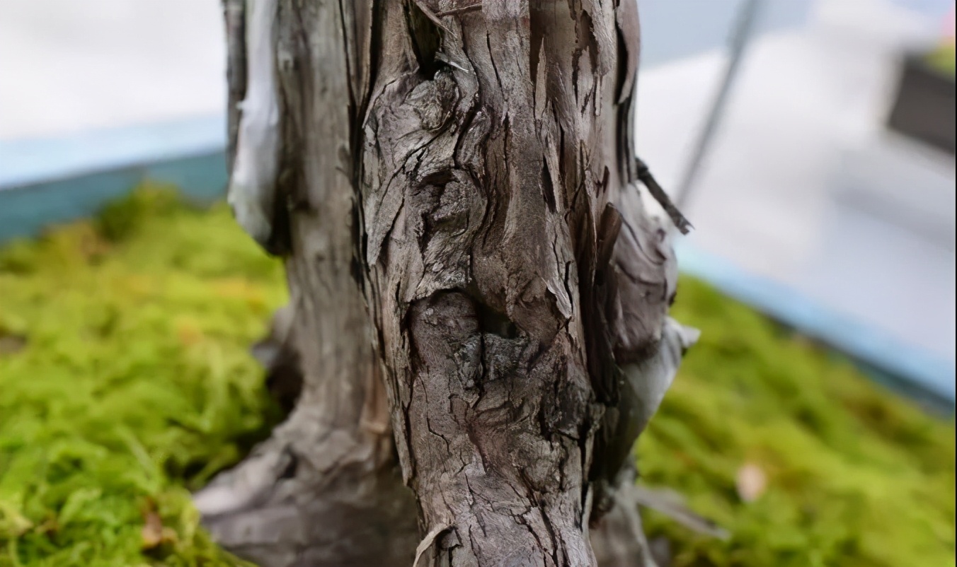 罗汉鱼常见品种,罗汉鱼十大品种排名