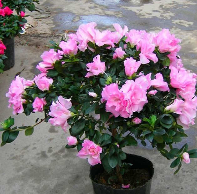 杜鹃花叶子越来越少怎么办,杜鹃花及叶片开始变干怎么养护