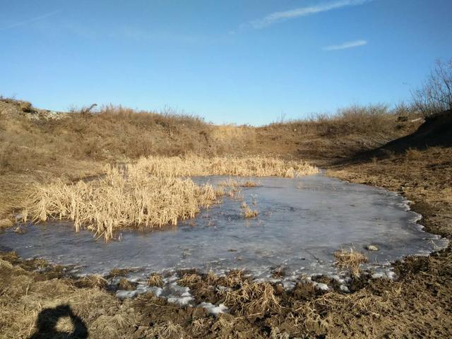 千年的鱼籽万年的草籽什么意思,千年草籽万年鱼籽是什么意思