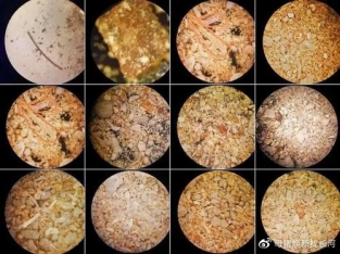 母猪为什么要排毒净化,母猪排毒的最好方法是用什么排毒