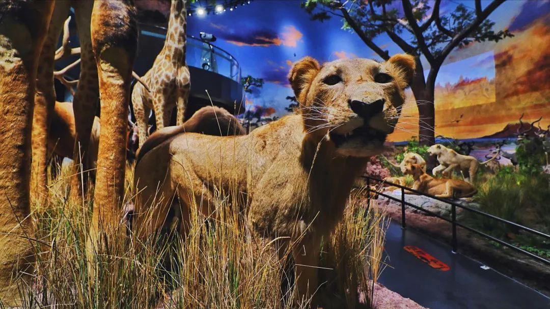 青岛贝林自然博物馆,青岛贝林博物馆门票优惠政策