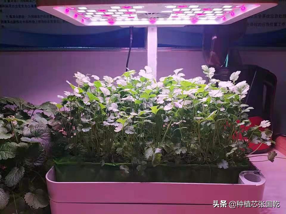 种植机怎么样,种植机种植蔬菜