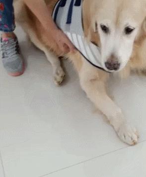 针灸治疗可以治好狗狗瘫痪吗,狗狗面瘫针灸治疗穴位图